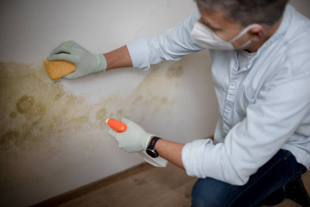 Best White Mold Remediation in Chambersburg, PA